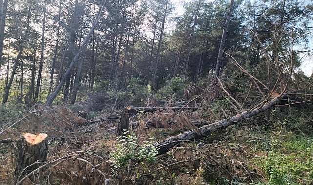 20 Adet Kızılçam Ağacı Kesilmiş Halde Bulundu