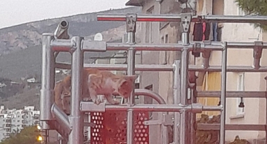 Ağaca Mahsur Kalan Kedi Kurtarıldı