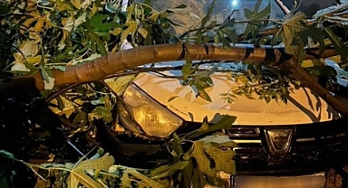 Ağaçlar Park Halindeki Aracın Üzerine Devrildi