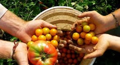 Bitkisel Üretimde Düşüş Bekleniyor