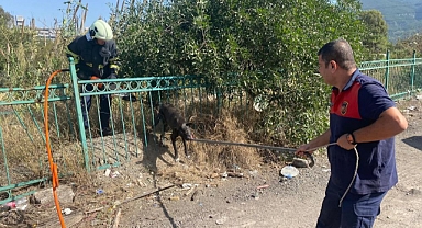 Demir Korkuluğa Sıkışan Köpeği İtfaiye Kurtardı