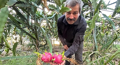 Ejder Meyvesi Hasadı Başladı