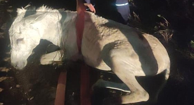 Eşek Balçığa Saplandı