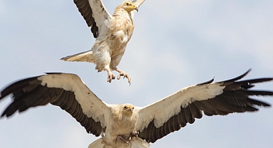 Göçmen Kuşlar İçin Doğa Derneği Sahada
