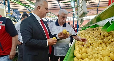 Hatay’da Narenciye Sezonu Başladı