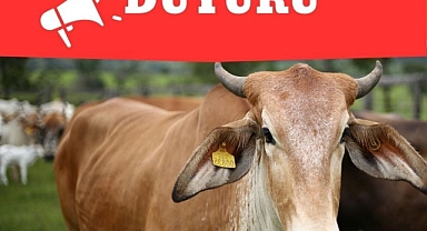 HATAY’DA ŞAP HASTALIĞI KONTROL ALTINDA