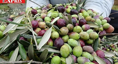 HATAYLI ÜRETİCİNİN YÜZÜ GÜLÜYOR: ZEYTİN FİYATLARI BELLİ OLDU