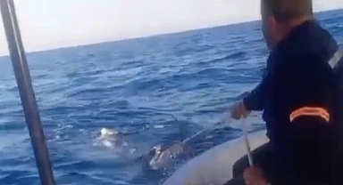 Köpekbalığı Balıkçılara Korku Dolu Anlar Yaşattı