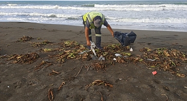 Sahilde Su Sümbülleri Temizlendi