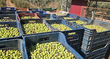 Sofralık Zeytin 55 ₺'Den Tarladan Alıcı Buluyor