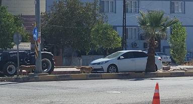 Sokak Köpekleri Çocuğa Korku Dolu Anlar Yaşattı