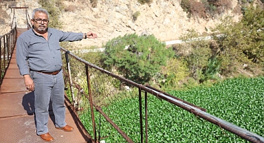 Su Sümbülleri, Asi Nehrinde Suyu Görünmez Hale Getirdi