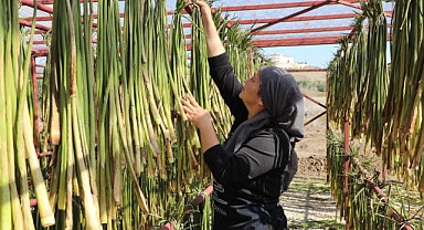 Su Sümbülleri Ekonomiye Kazandırılıyor