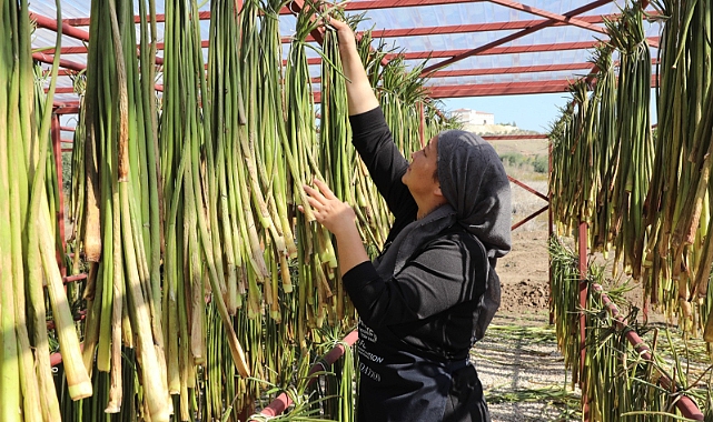 Su Sümbülleri Ekonomiye Kazandırılıyor
