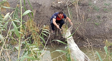 Sulama Kanalına Düşen Eşeği İtfaiye Kurtardı