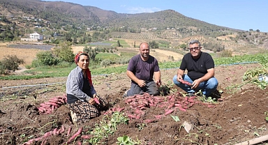 Tatlı Patateste Hasat Başladı