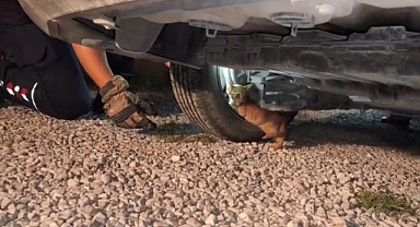 Üşüyen Yavru Kedi, Aracın Motoruna Sığındı