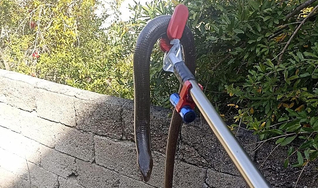 Yayladağı ve İskenderun’da Yılan Operasyonu