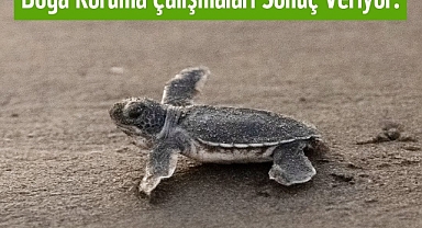 Yeşil Deniz Kaplumbağalarının Sayısı Artıyor