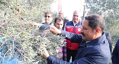 201 Bin Ton Zeytin Rekoltesi Bekleniyor