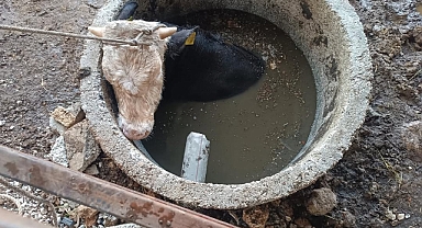 Altınözü ilçesinde kuyuya düşen ineği itfaiye çıkardı