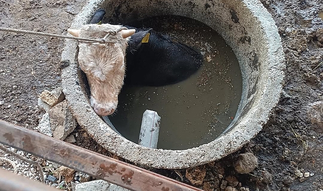 Altınözü ilçesinde kuyuya düşen ineği itfaiye çıkardı