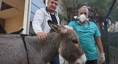 Annesi Telef Olan Sıpaya HBB sahip çıktı