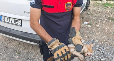 Aracın Kaputuna Kedi Girdi