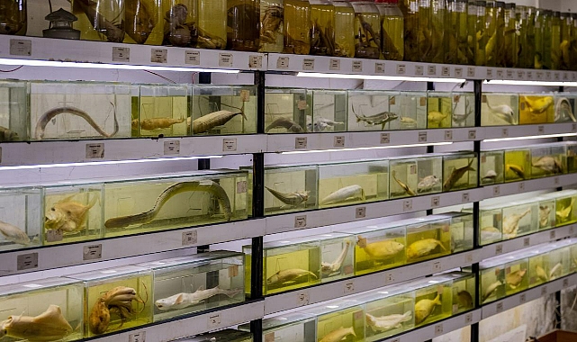 DENİZDE BALIK TÜRÜ AZALIYOR