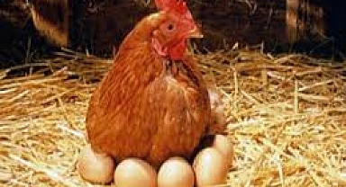 Et Üretimi Artıyor, Yumurta Üretimi Azalıyor