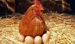 Et Üretimi Artıyor, Yumurta Üretimi Azalıyor