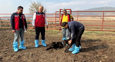 HAK SAHİPLERİNE HAYVAN DAĞITILDI