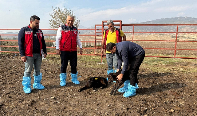 HAK SAHİPLERİNE HAYVAN DAĞITILDI