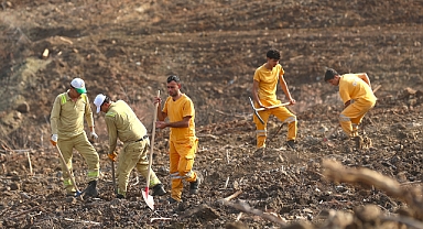 Hatay'da 36 Bin 550 Fidan Dikilecek