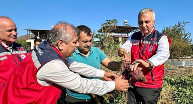 Hatay’da Tatlı Patates Hasadı Başladı
