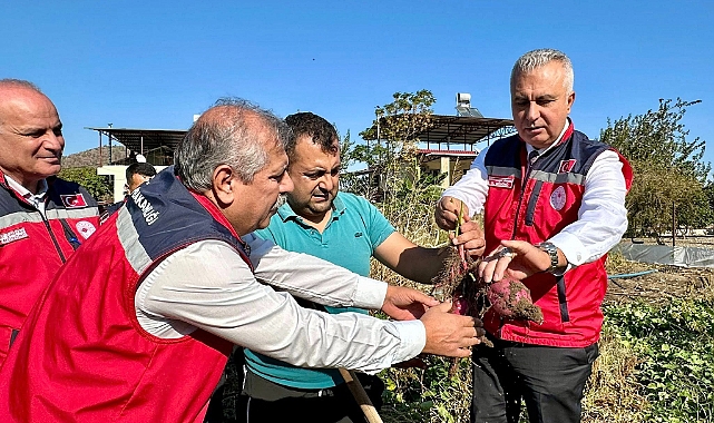 Hatay’da Tatlı Patates Hasadı Başladı