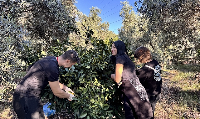Hatay'da üniversite öğrencileri mandalina hasadına katıldı