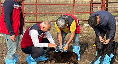 Kırsalda Bereket, Hayvancılığa Destek Projesi Başladı