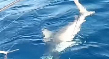 Köpek Balığı Oltaya Takıldı