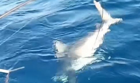 Köpek Balığı Oltaya Takıldı