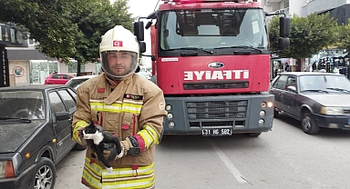 Mahsur Kalan Hayvanlar Güvenle Doğaya Bırakıldı