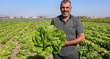 Marul, Tarlada 25, Manavlarda 70 TL