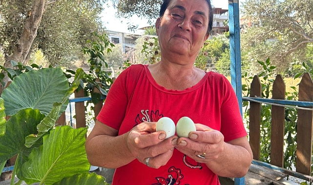 Mavi Yumurtlayan 2 Tavuğa Gözü Gibi Bakıyor