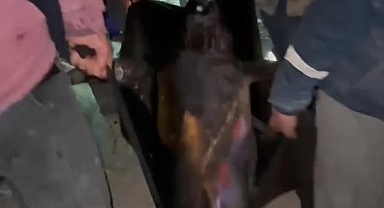 Oltaya Takılan Dev Kılıç Balığı 115 Kilogram Geldi