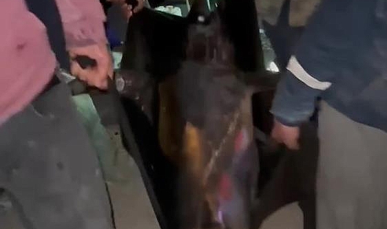 Oltaya Takılan Dev Kılıç Balığı 115 Kilogram Geldi