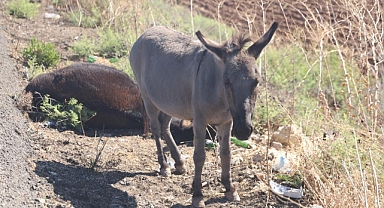 Ölü Annesinin Başında Saatlerce Bekledi