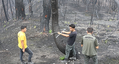 Ormanlar Alevlere Daha Dayanıklı Fidanlarla Yeşillendirilecek