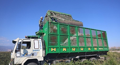 Pamukta Kuraklık Rekolteyi Etkiledi