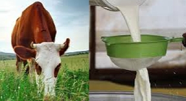 Süt Toplamada Küçük Düşüş, İşlenmiş Ürünlerde Artış