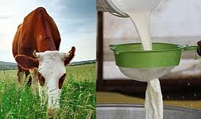 Süt Toplamada Küçük Düşüş, İşlenmiş Ürünlerde Artış